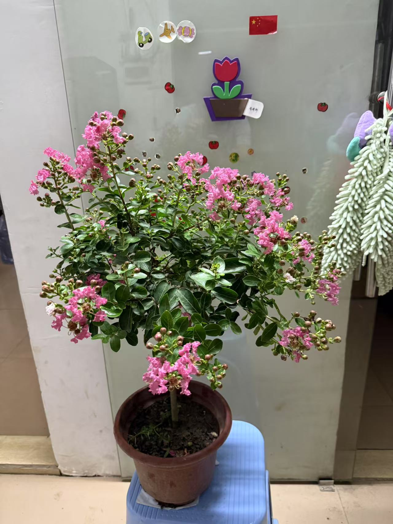 紫薇花老桩树苗盆栽地栽花卉植物室外庭院阳别墅台种植观赏耐寒