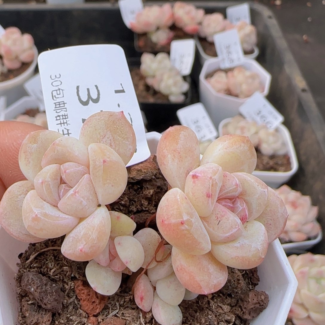 四头飘枝冰玉一颗脱土