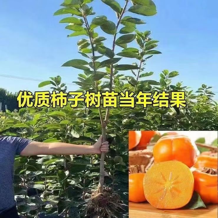 【源头基地】脆甜柿子太秋洋丰脆甜火晶柿子树盆栽地栽南方北方