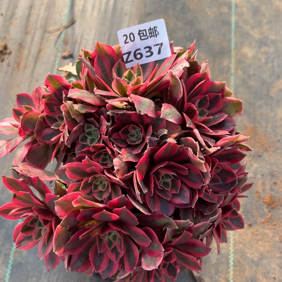 赛***衣637女妖，满20包邮嘟叮熊