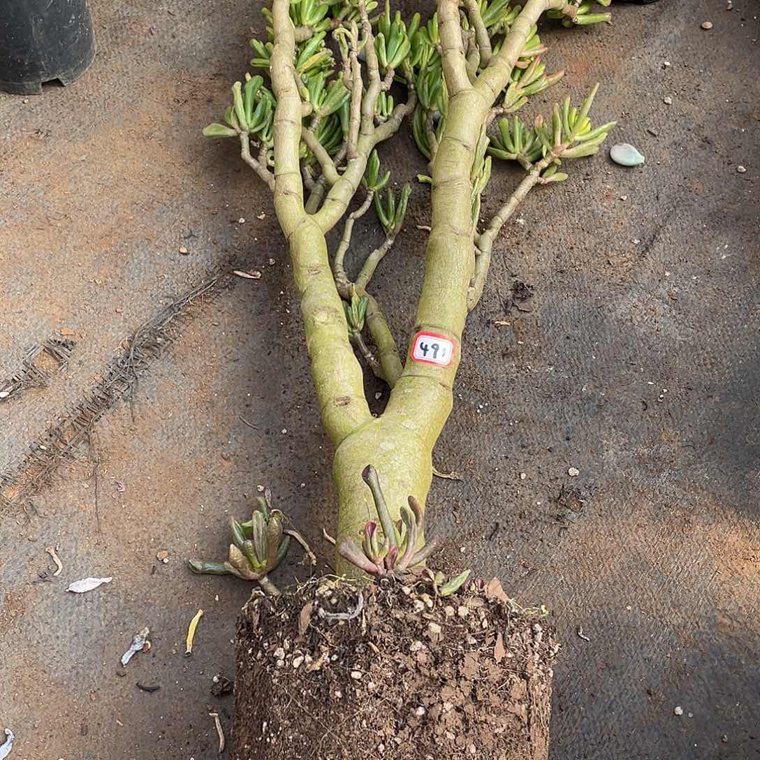 491吸财树 一物一拍多肉