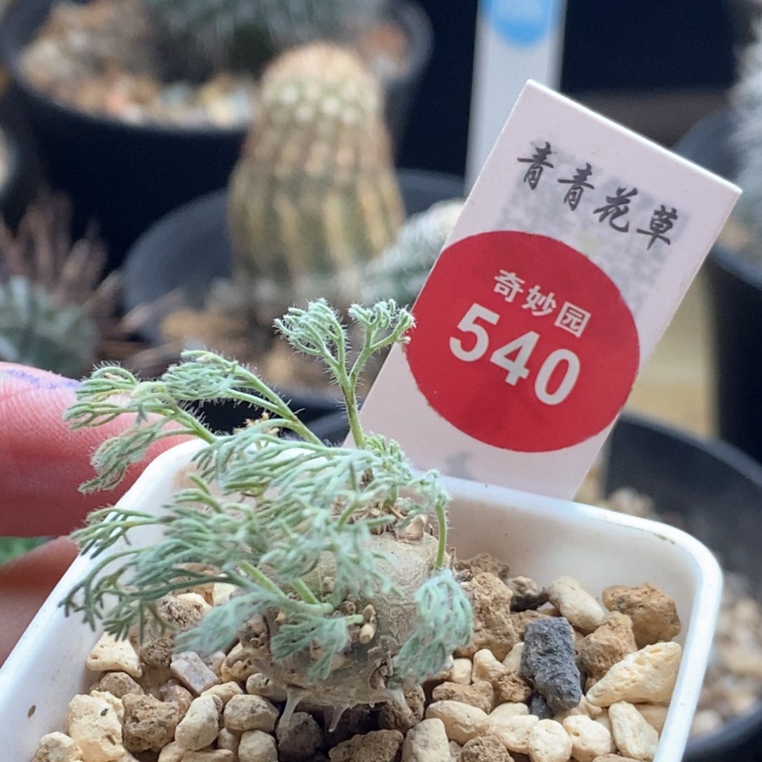 白皮月界1.8cm一棵仙人球