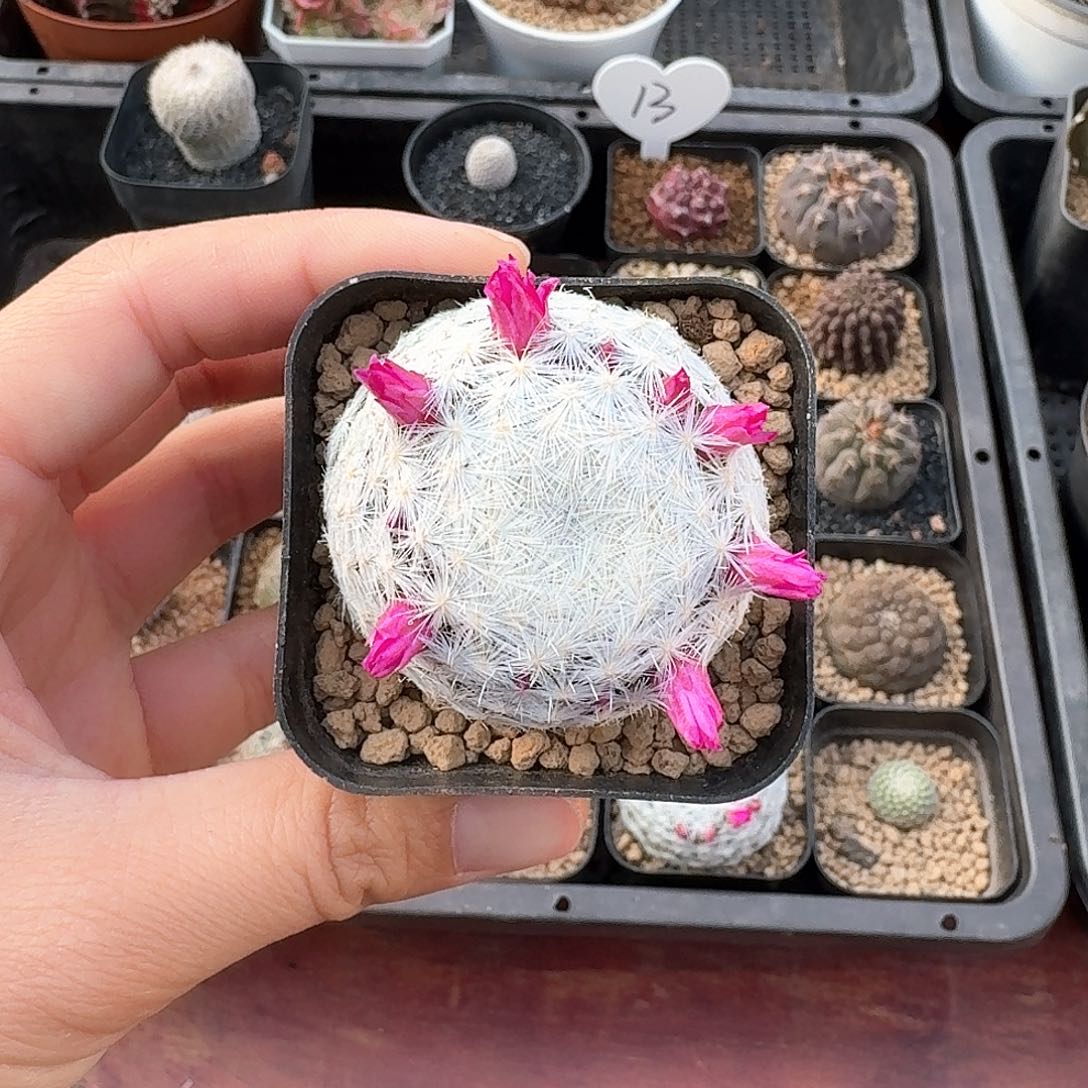 大春星仙人球123