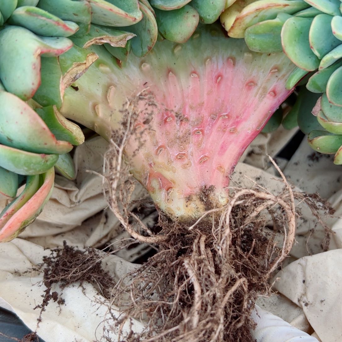 时****✰多肉植物多肉植物