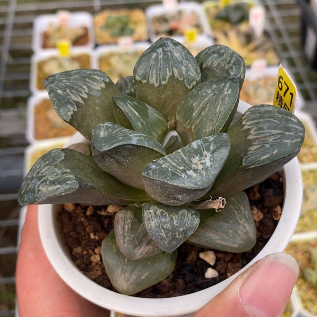 671银龟寿一物一拍