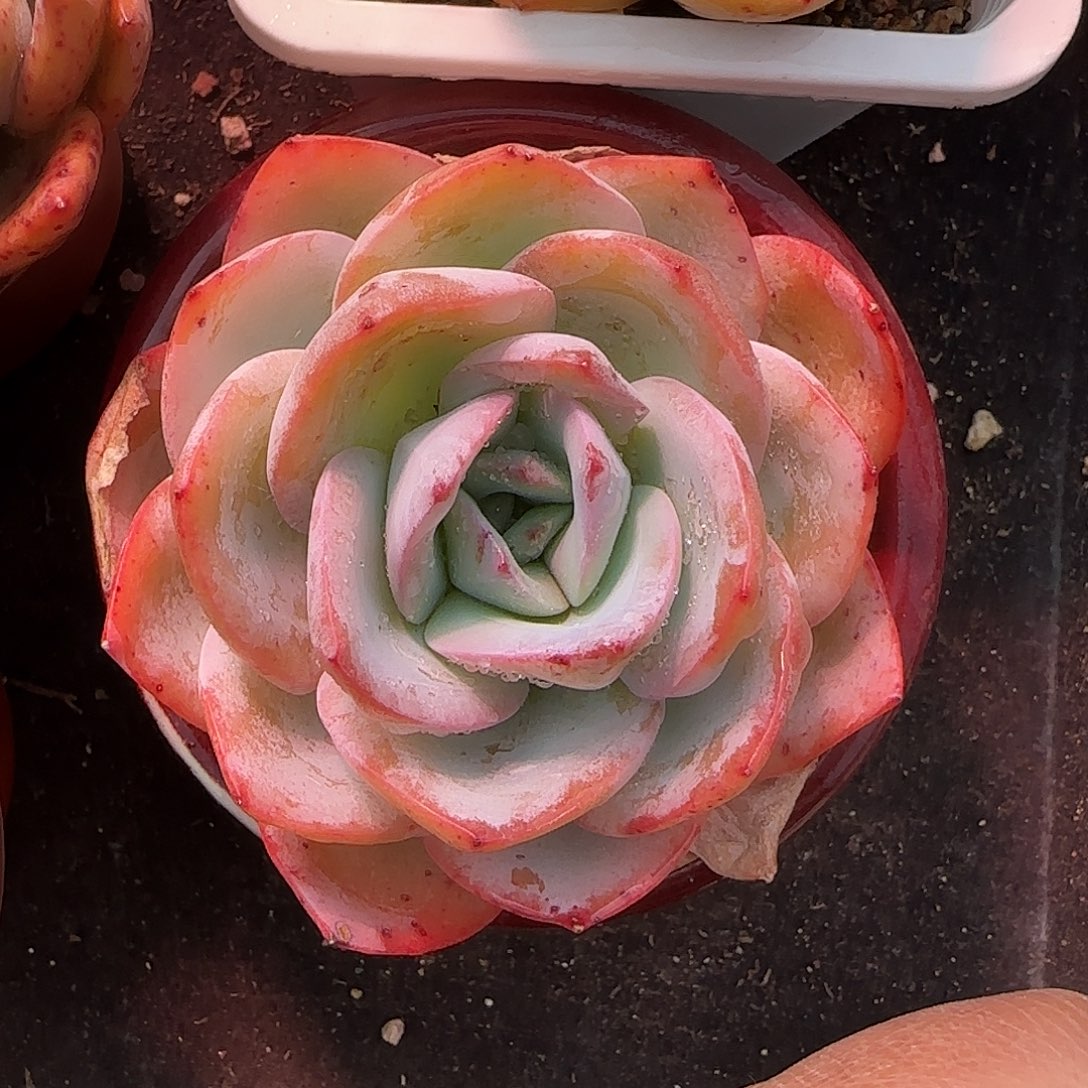 布鲁蓝特价满38包邮