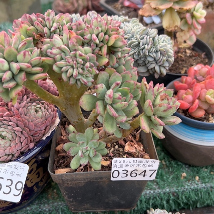 幸运儿的故事也是很有意思