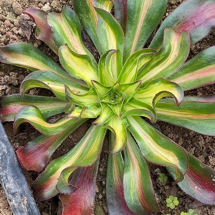 多肉植物保护研究所