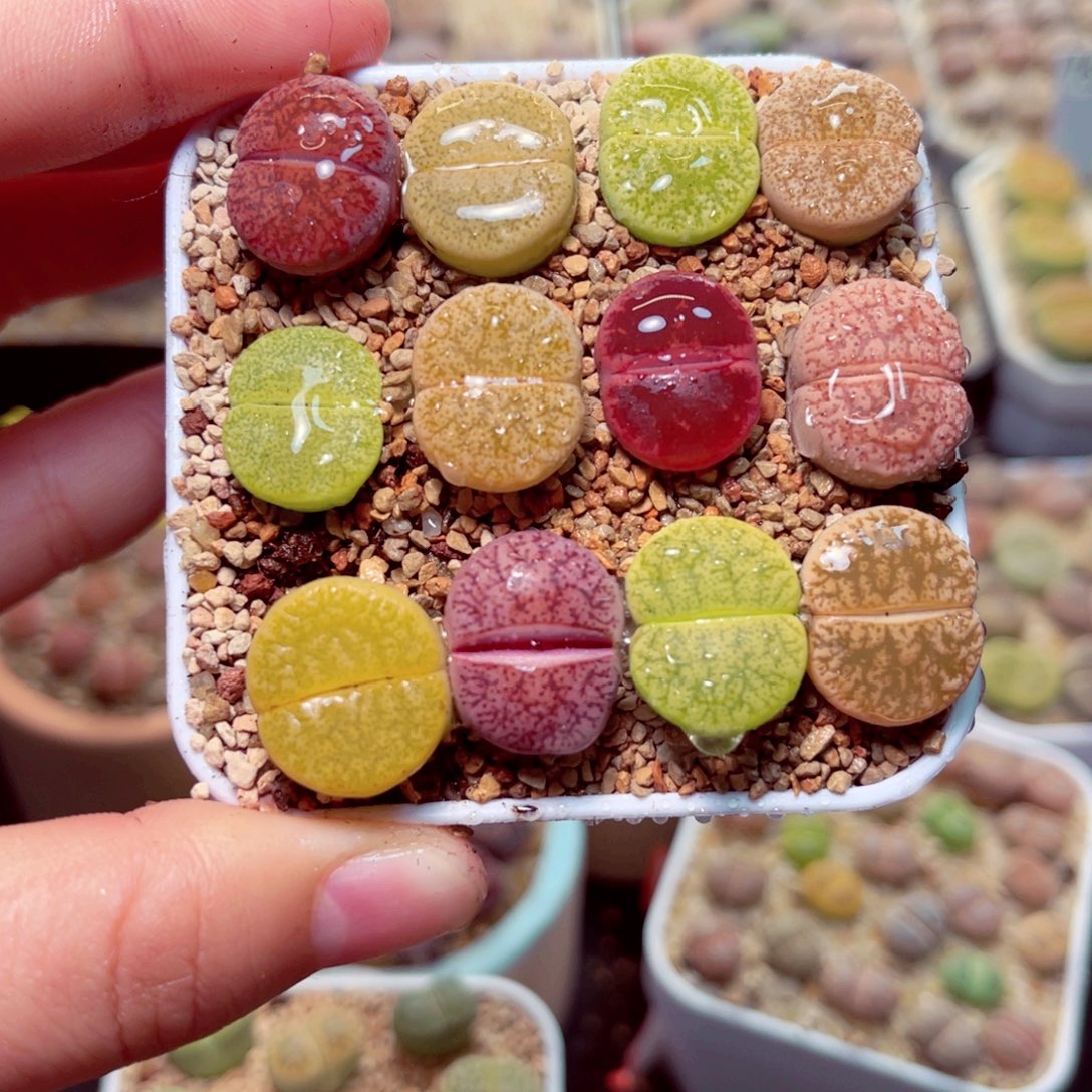 333看带盆盆包邮发货