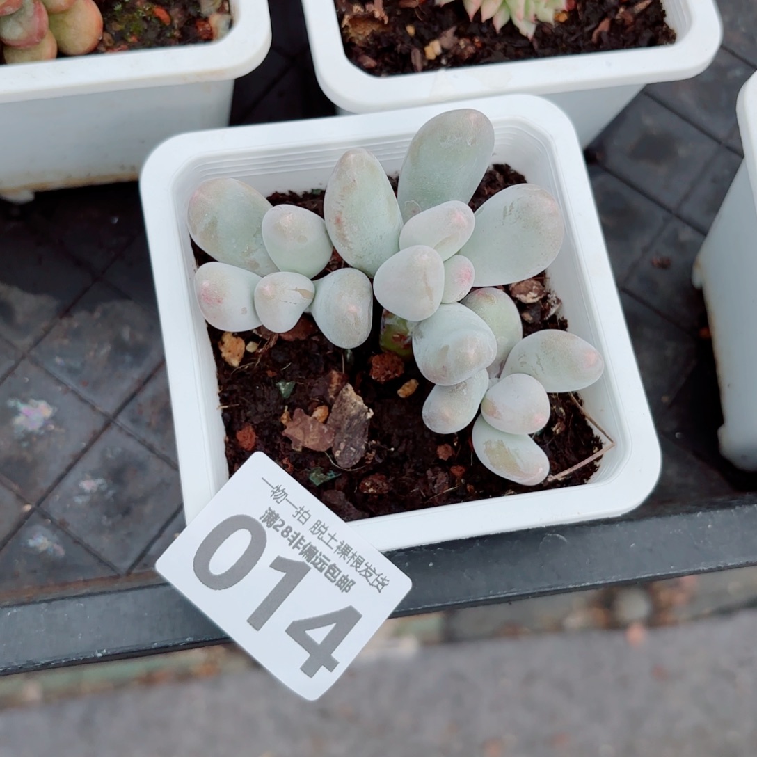 米可奶多肉多肉多肉