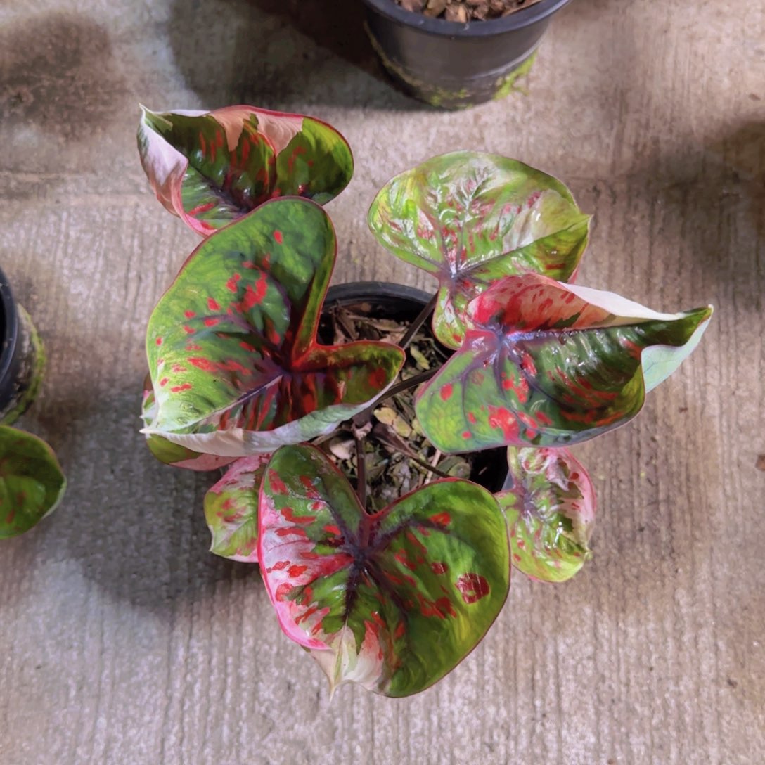 霞*149-0817泰国发货变异红魔