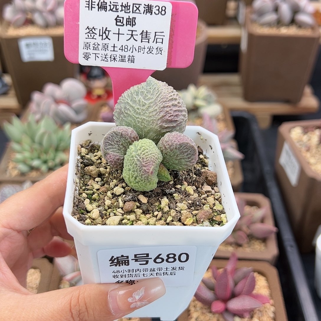 小*子680巨猪宝多肉植物