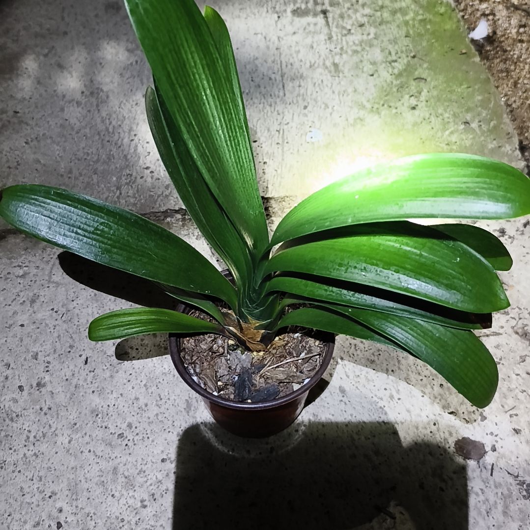 悟***道完全开放红阳苗残叶特惠一棵