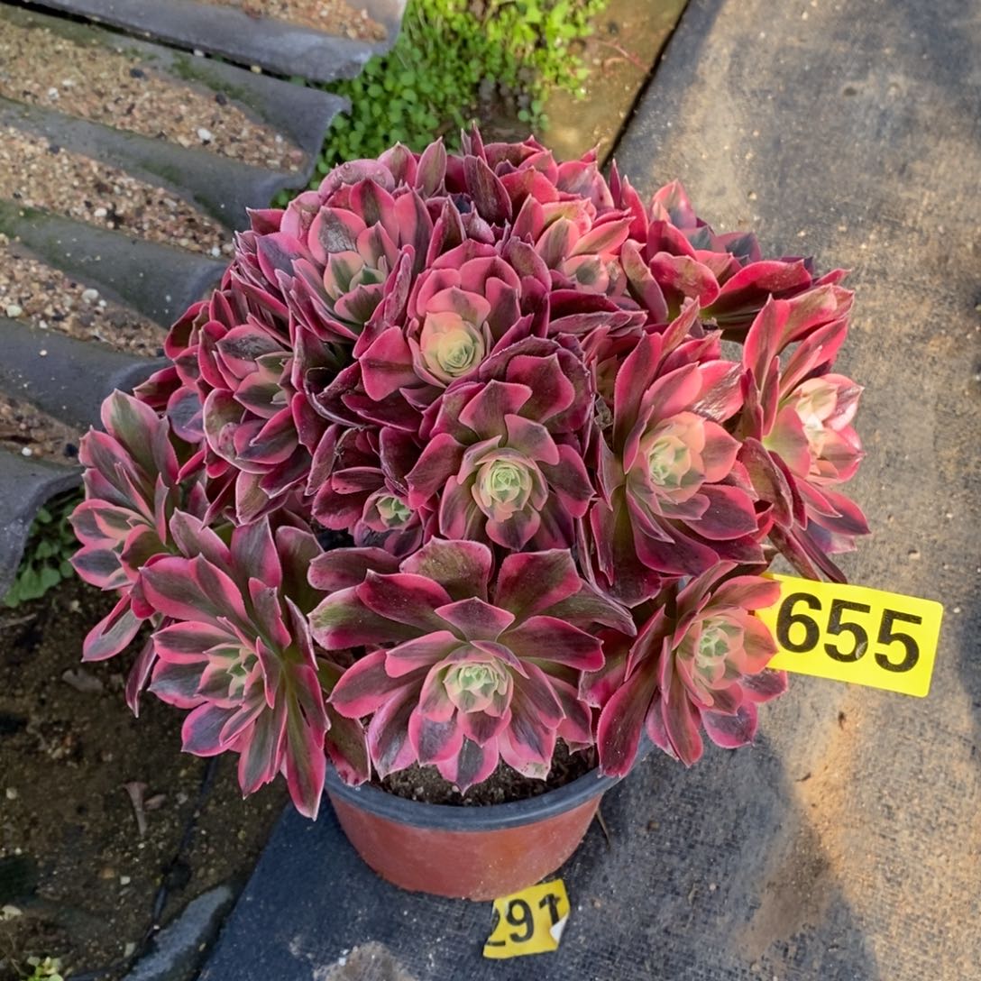 粉女郎从林多肉法师655