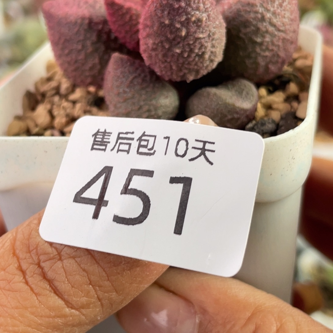 451。                