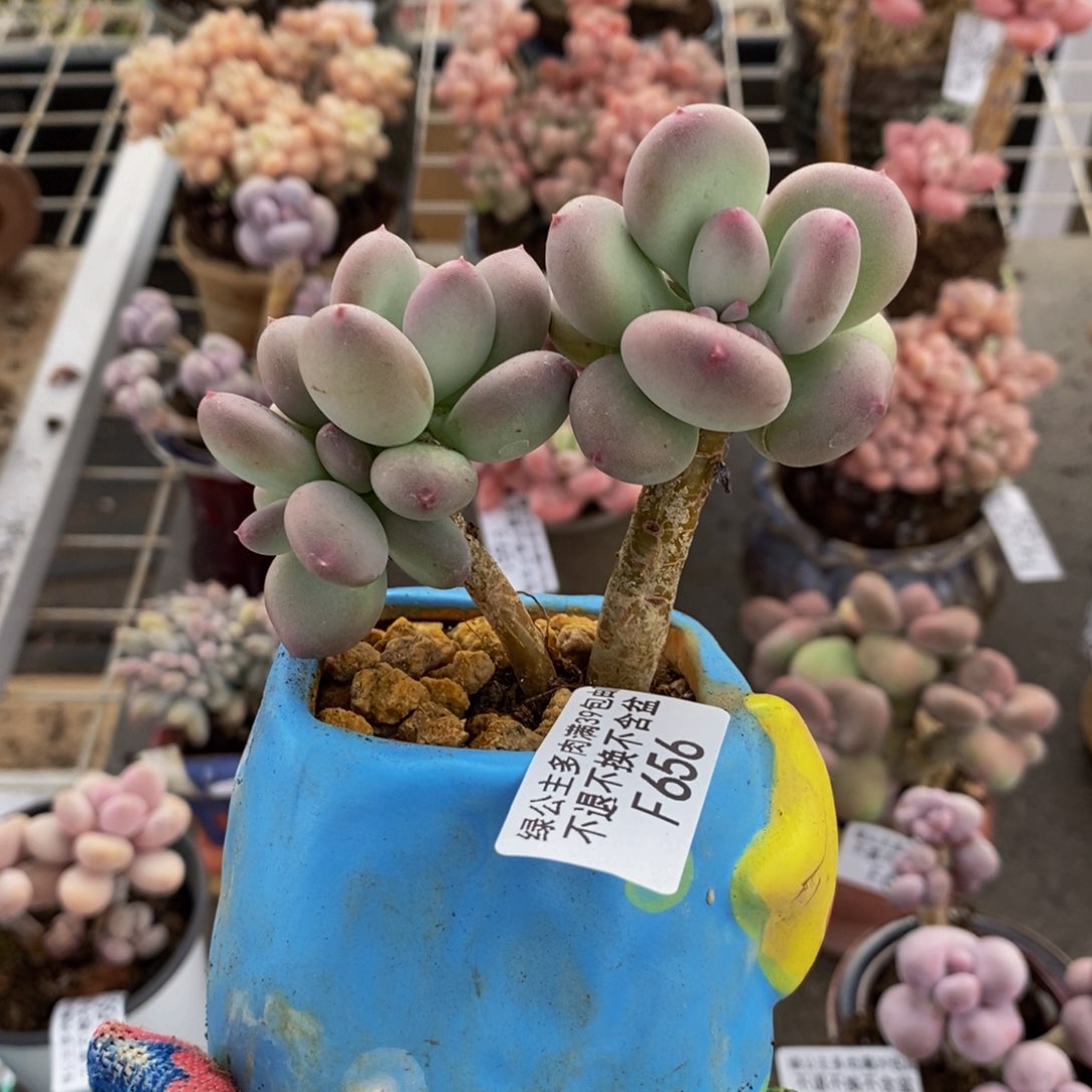 苹果奶656/7cm多肉