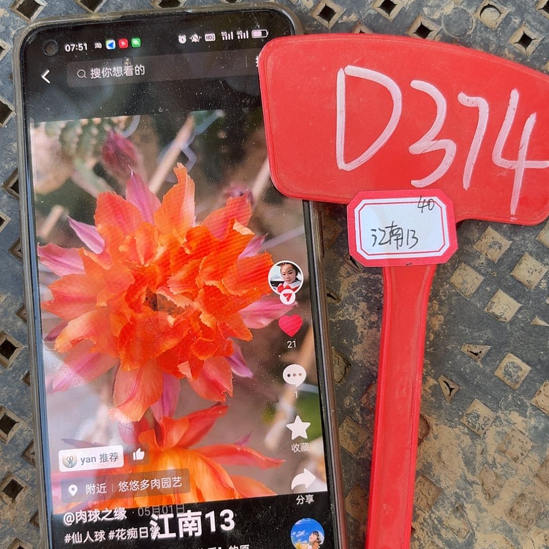 D374,江南13号瑕疵歪头4cm