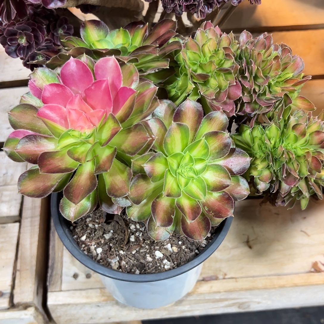 韶华花脸缀化老桩朵缀