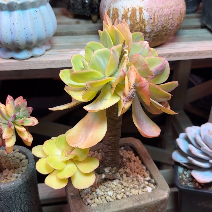 夕阳牡丹锦多肉植物fghhhnn