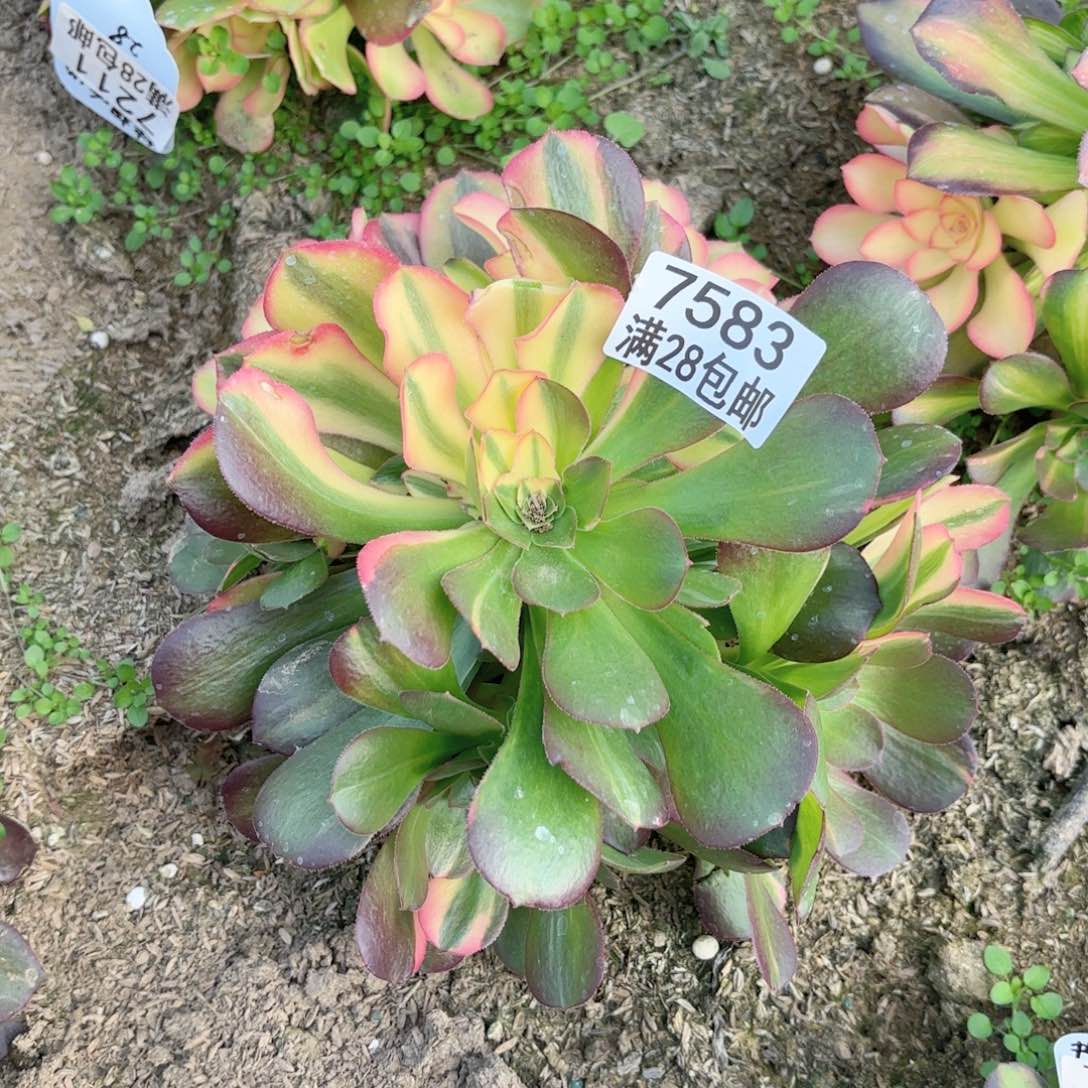 A. 7583七彩拉丝多肉