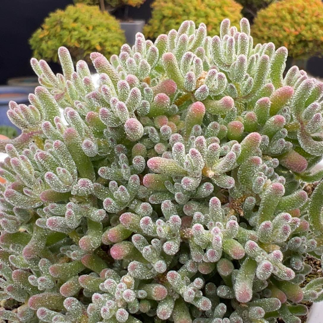 口***妹u834精控老桩冰晶冠幅7cm