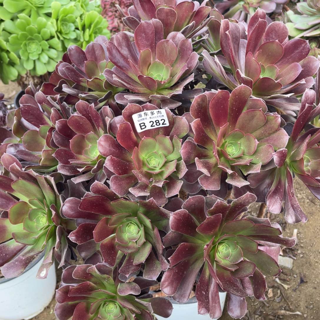 282梅花多肉法师断枝不包