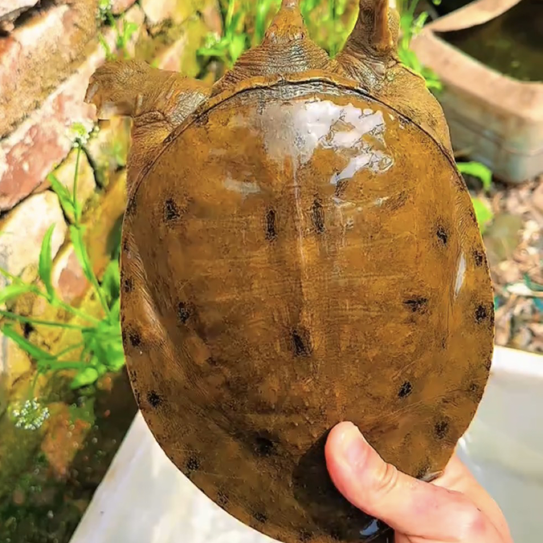 洪湖土货直播间改价链接直播间称重为准