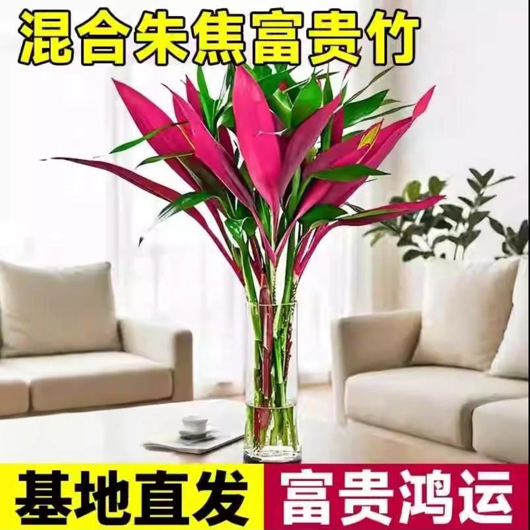 精品红紫竹鸿运竹富贵竹水培植物客厅招财竹子室内好养活花卉