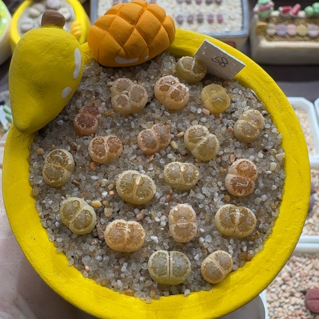 0929-09连盆带花橙色绿套