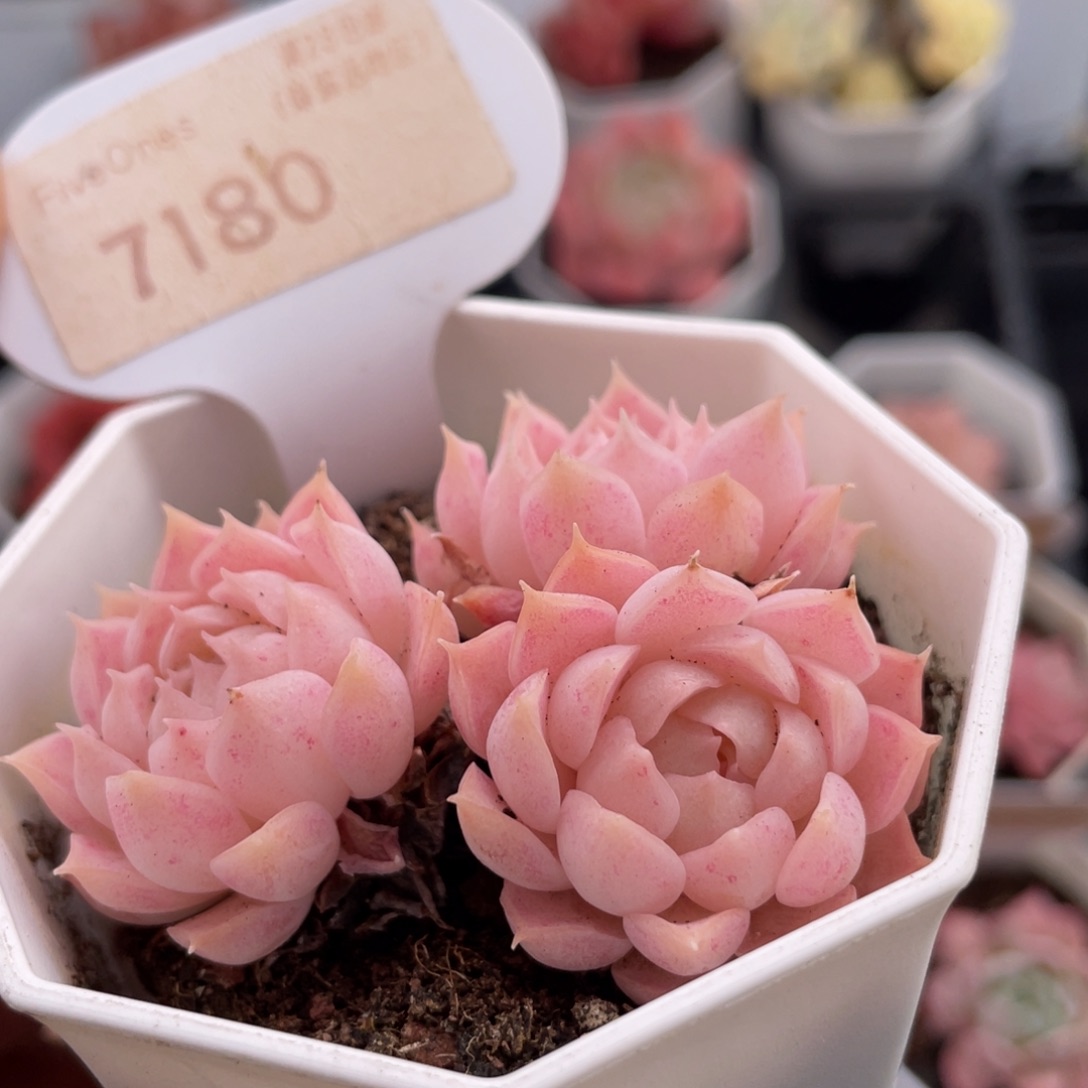 朱砂痣7180-6.0厘米