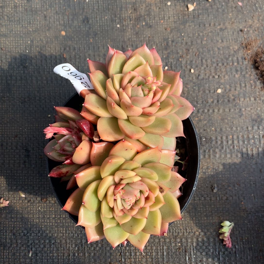 2960 杂交精品基地14厘米