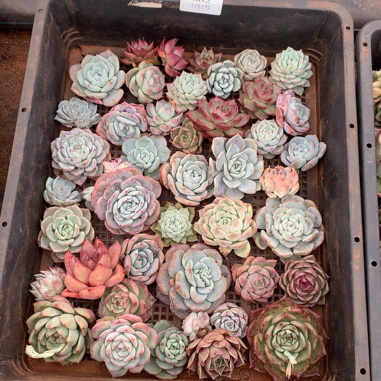 【闪购商品】云562号