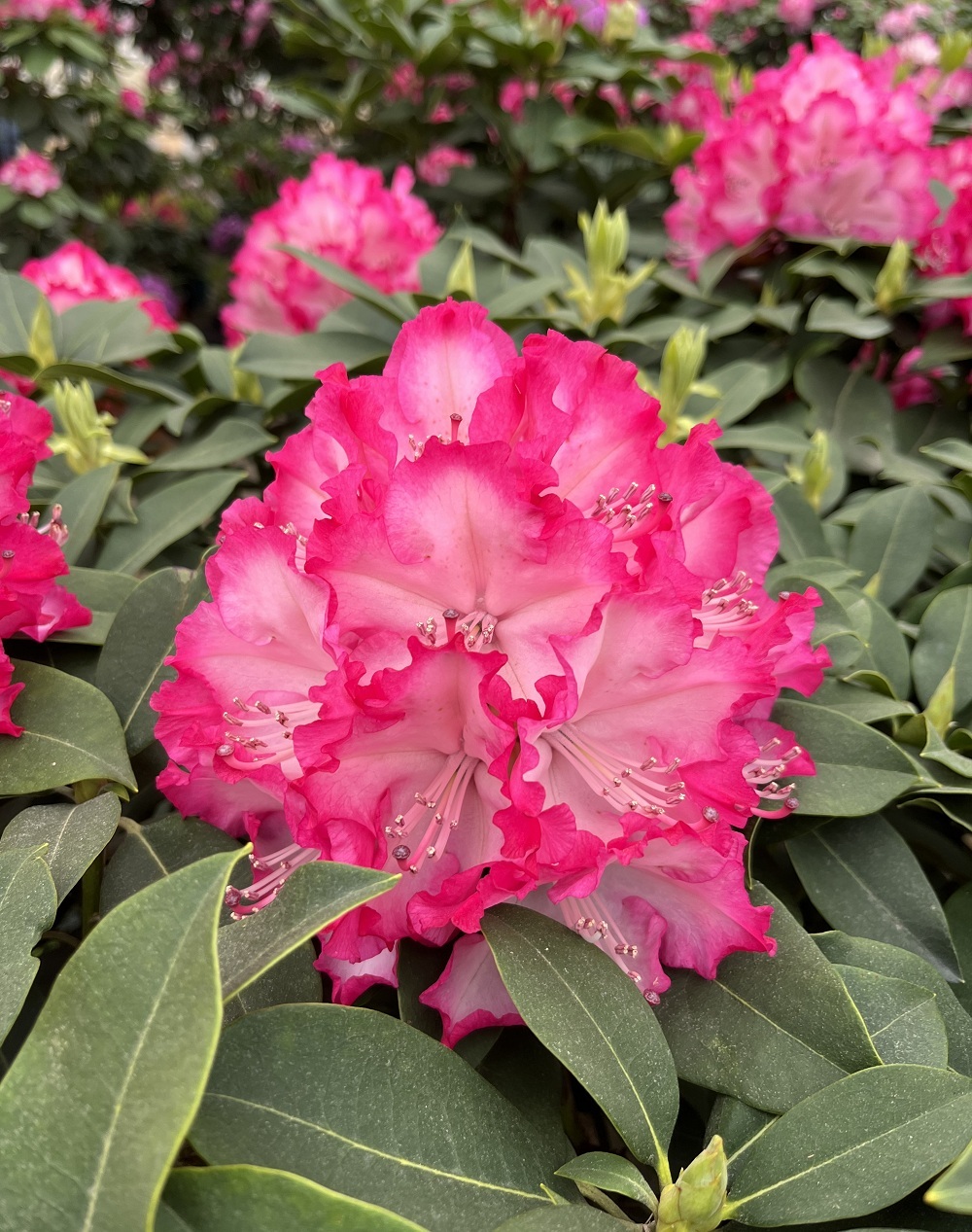 【一物一拍】大花大叶高山杜鹃 耐寒高端庭院盆栽 木本花卉 年宵花