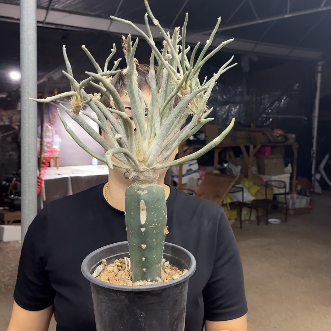 福利苗接美杜莎仙人球