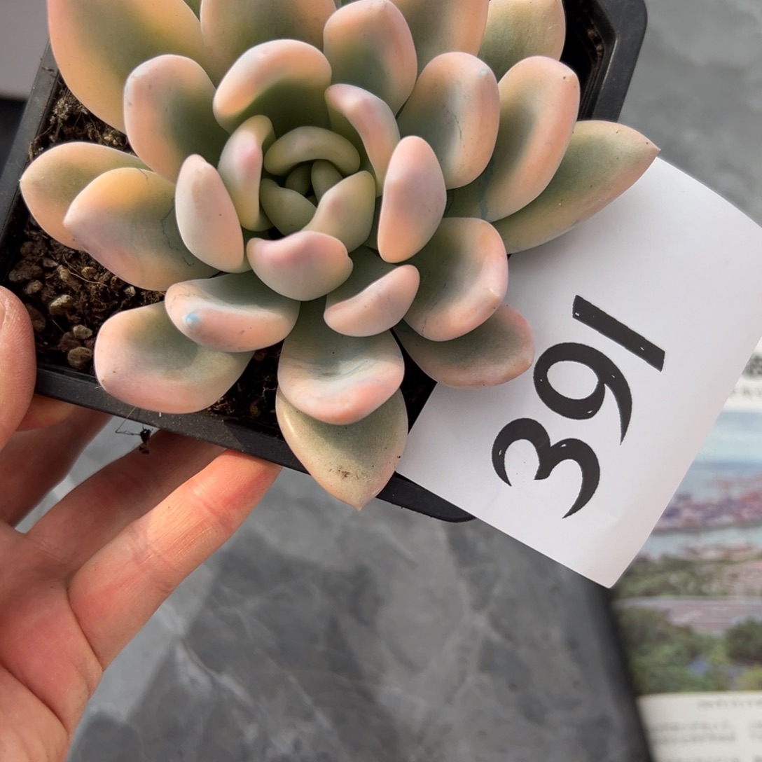 芹***芹391、更是很喜欢吃就坚持拒绝