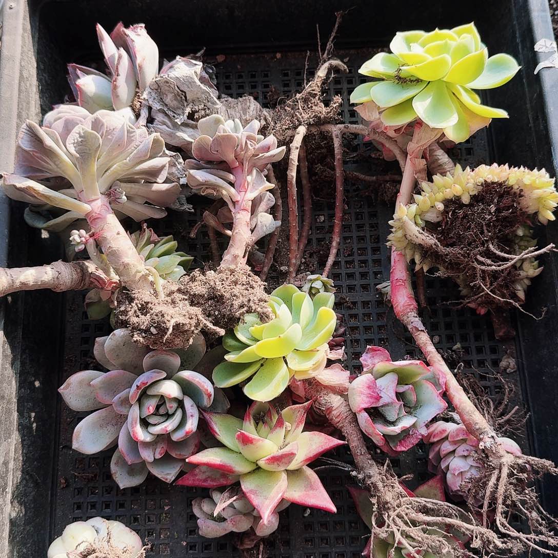 满20包邮零下拍保温箱58号筐无售后