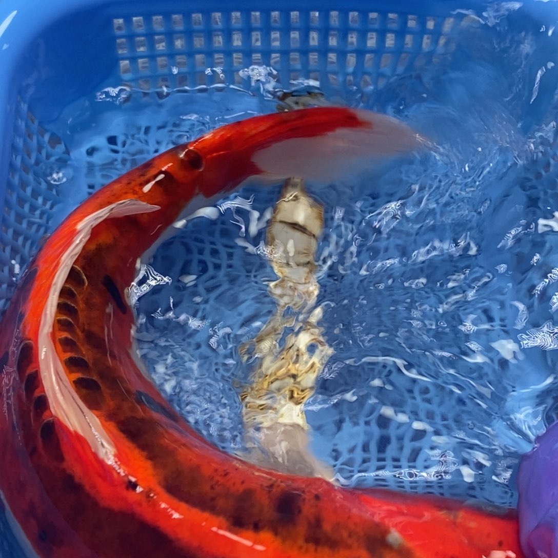 锦鲤冷水锦鲤包邮