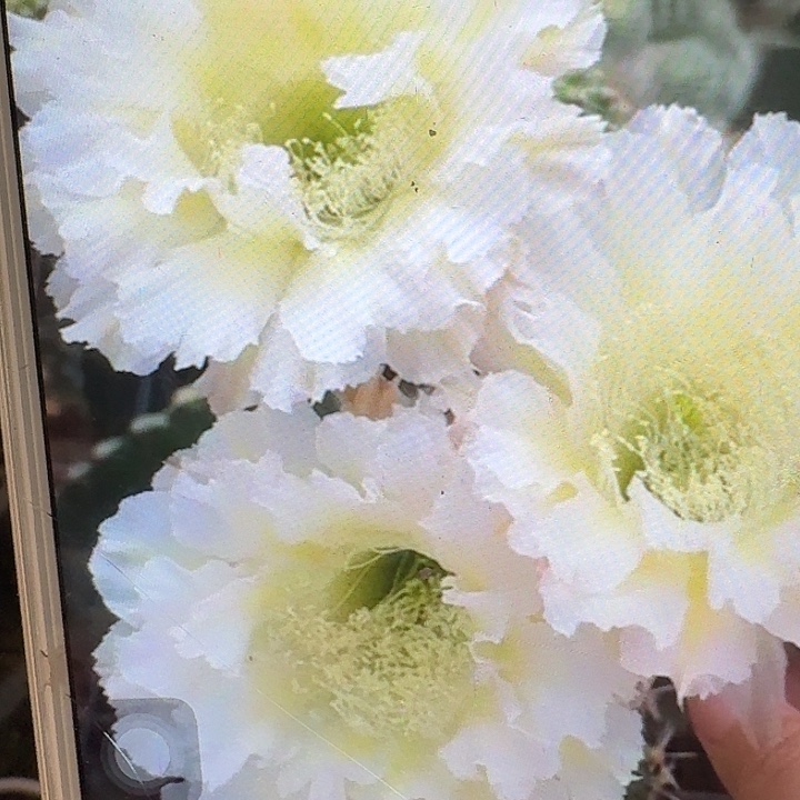 卷可可侧芽4公分左右侧芽