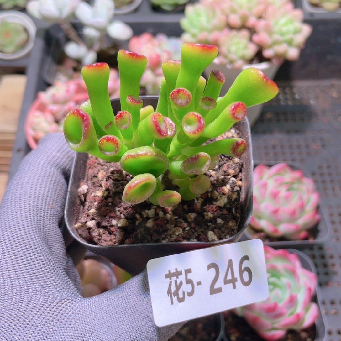 花利美 5-246吸财树