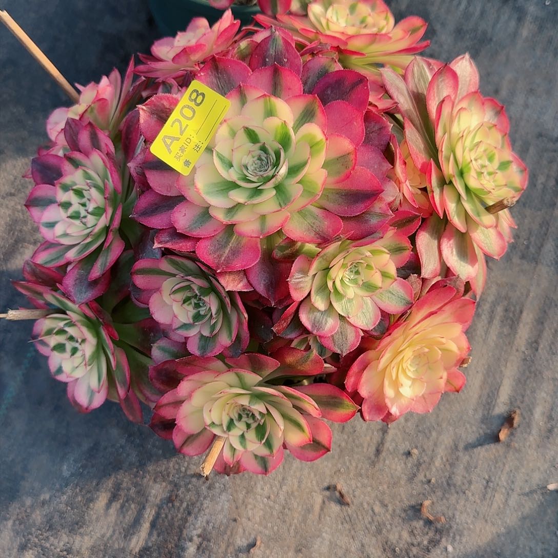 倾城208多肉多肉