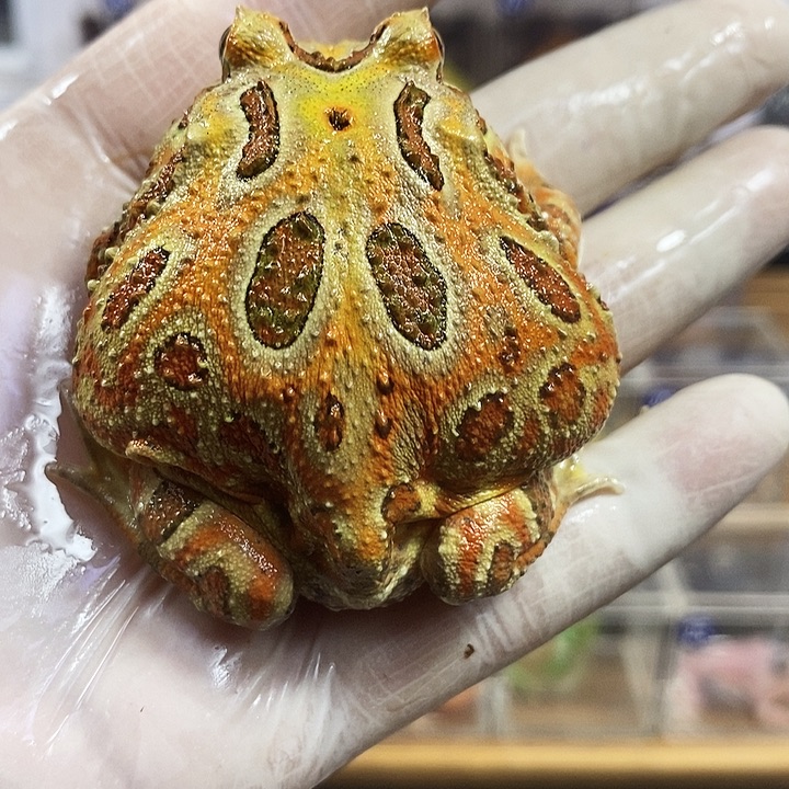 角蛙966号原色角蛙5.9厘米