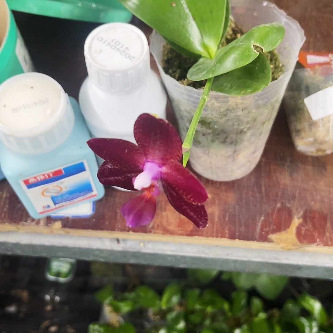 当前无花栽培后可以开花嘎*嘎蝴蝶兰弥陀国王