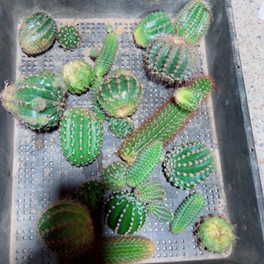 下45框拍歪斑小无根侧芽丑无售后后