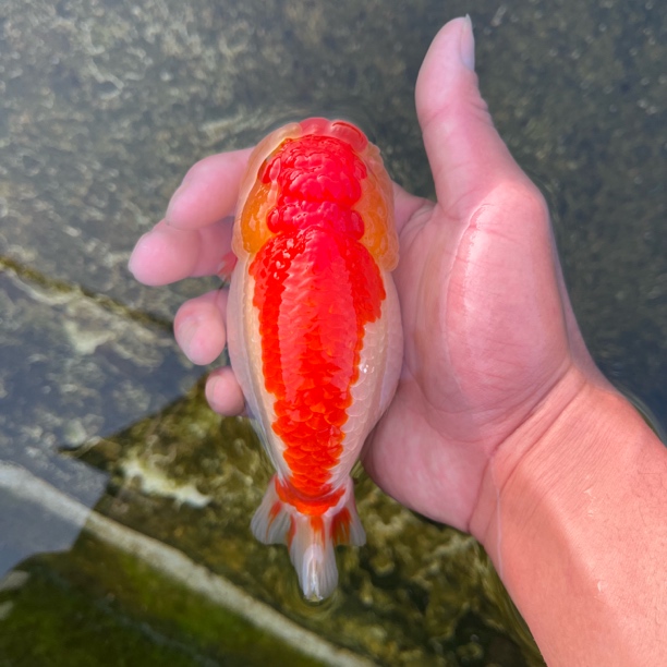 红白配，邂逅你的梦中情鱼，一眼沦陷！高品质红白兰寿，点亮你的水景