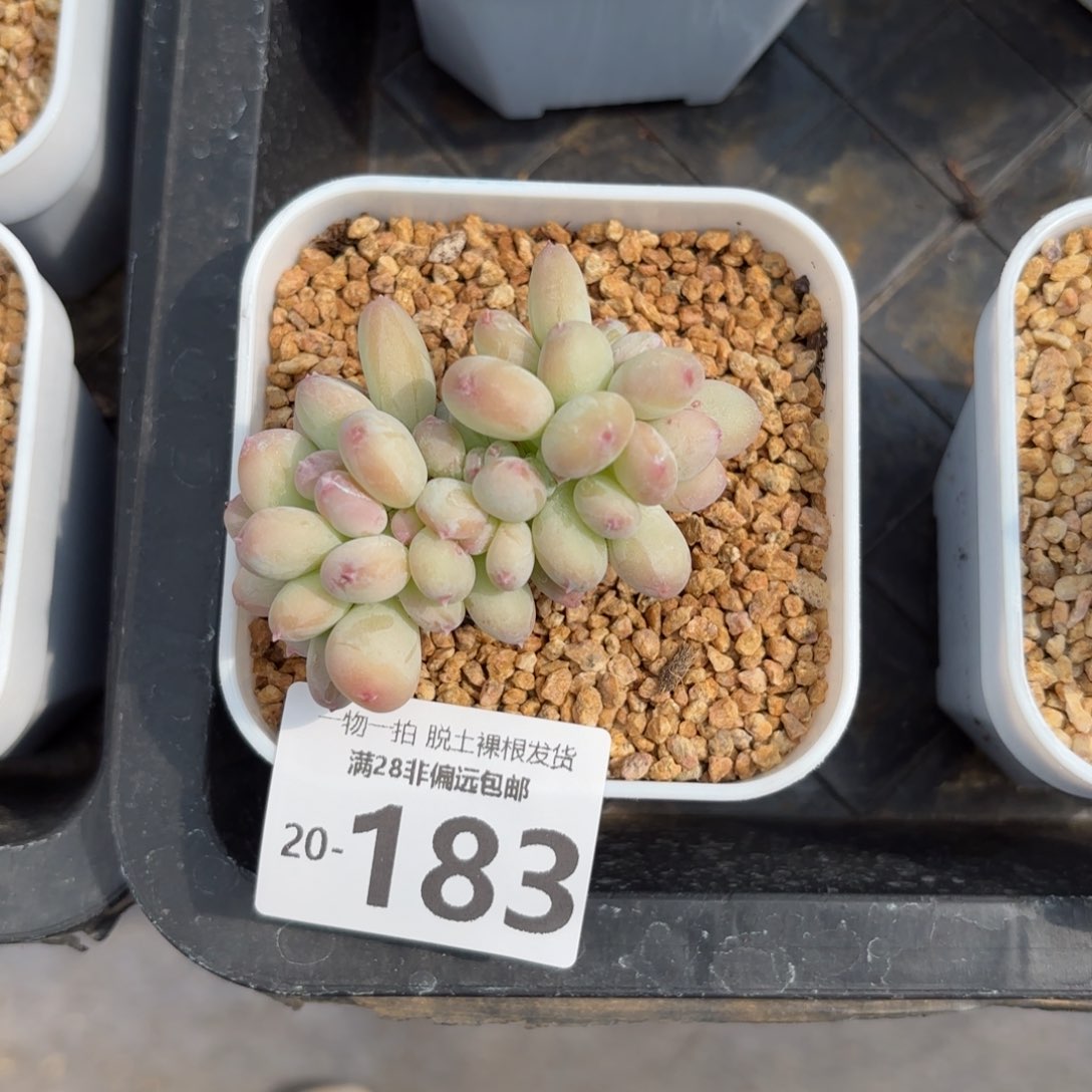 三日月美人缀化多肉