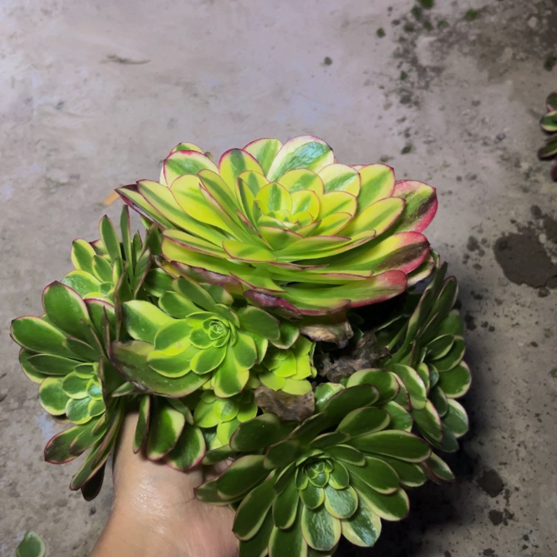 奶白锦多肉植物捧花的