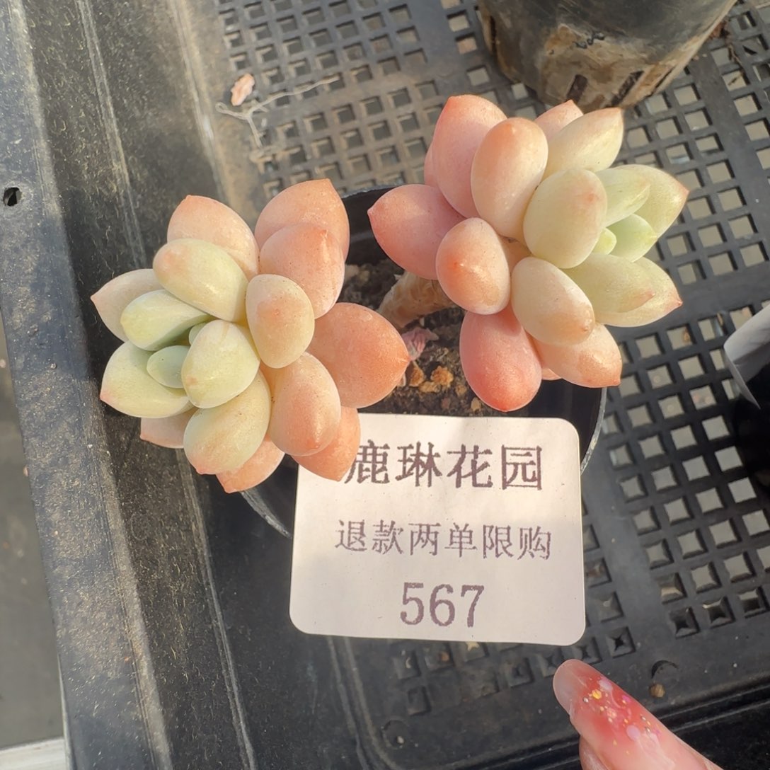 闪购精品多肉567号