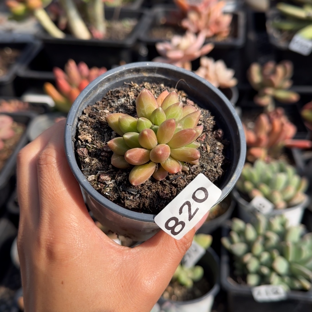 820号一物一拍一物一拍