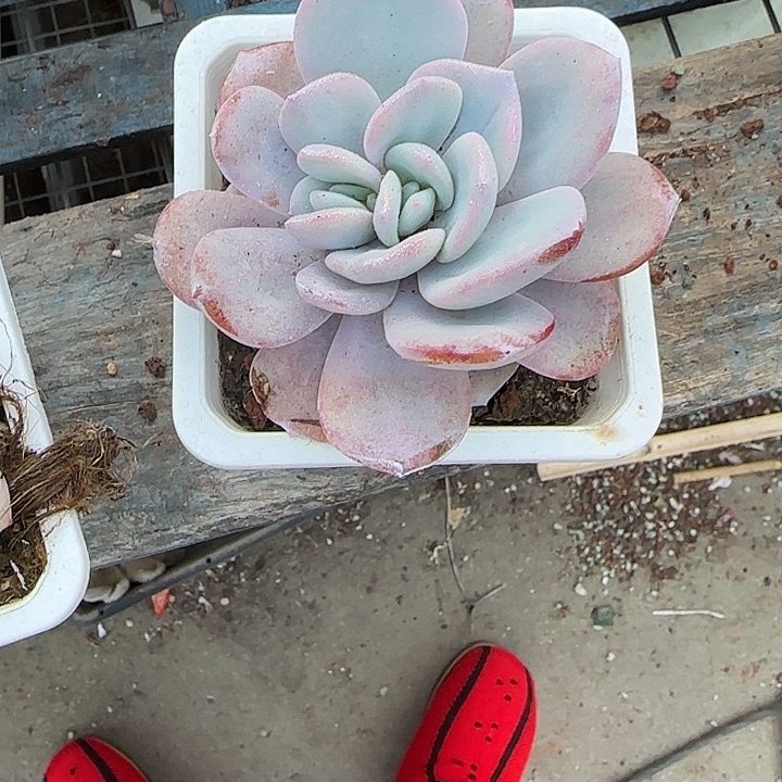 青蛙王子儿童牙膏套装11