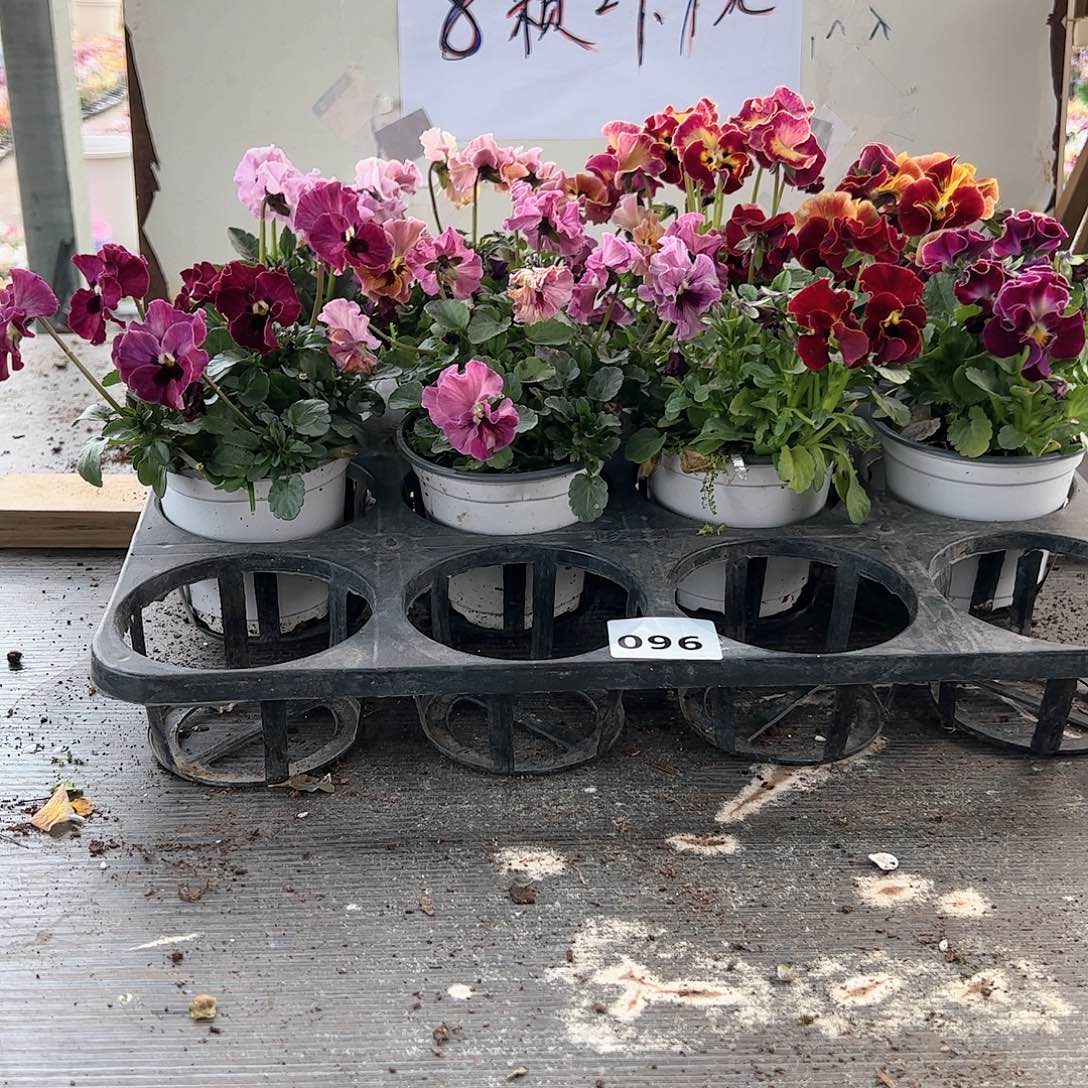 【闪购商品】096号